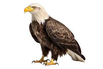 a bald eagle isolated on a white background