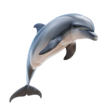 3d digital render of a dolphin isolated on white background
