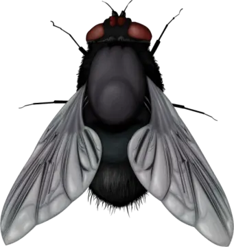 a black fly insect with red eyes