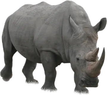 a black rhino