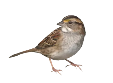 a small bird standing on a white surface