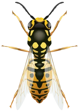 a hornet insect on a white background