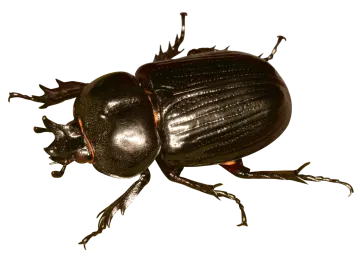 a close up of a beetle on a white background