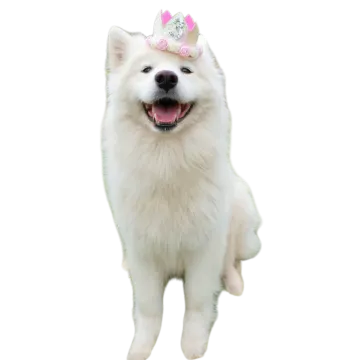 a white dog with a pink bow on its head