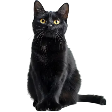 a black cat with yellow eyes sitting down