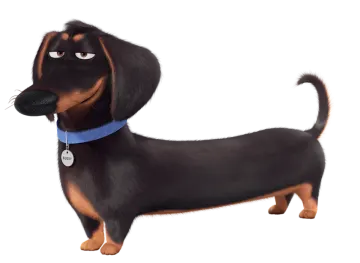 a black and brown dog with a blue collar