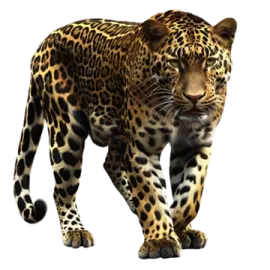 a leopard standing in front of a white background