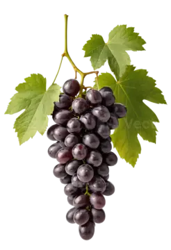 a bunch of black grapes on a white background