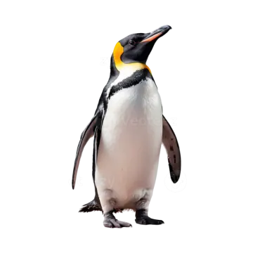 a penguin standing in front of a white background