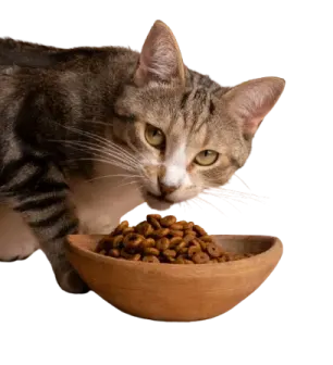 a cat eating food out of a bowl