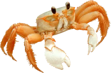 the crab is orange