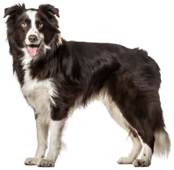 a black and white dog standing on a white background
