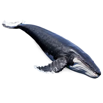 a whale that is floating in the water