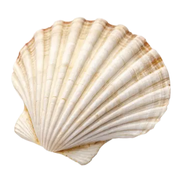 a close up of a shell on a white background