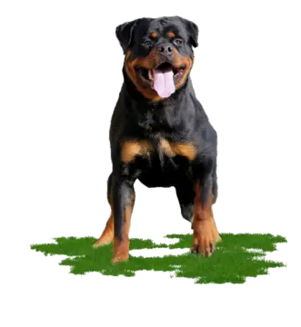 a black and brown dog standing on top of grass