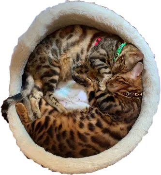 a cat sleeping in a bed on a white background