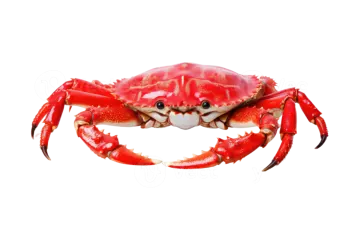 a red crab on white background