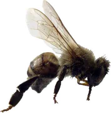 a close up of a bee on a white background