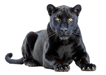 a black panther lying down on a white background