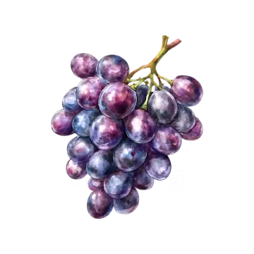 a bunch of grapes on a white background