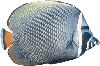 a blue and white fish with black spots