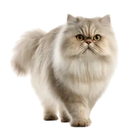 a long haired cat standing on a white background