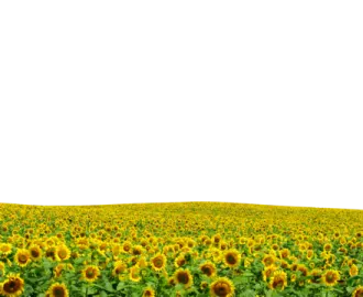 a field of sunflowers