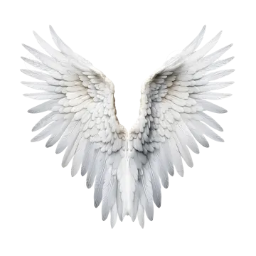 white wings on a white background