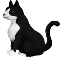 a black and white cat sitting on the ground