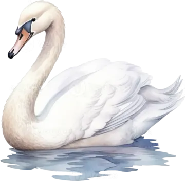 a white swan swimming in the water