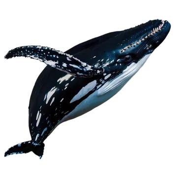 a black and white whale swimming in the ocean