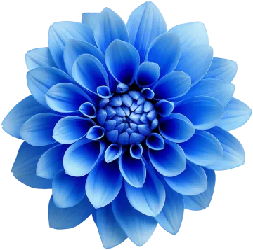 a blue flower on a white background