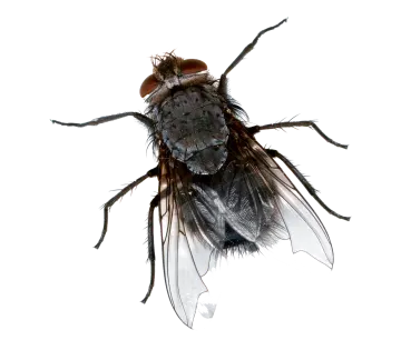 a fly insect on a white background