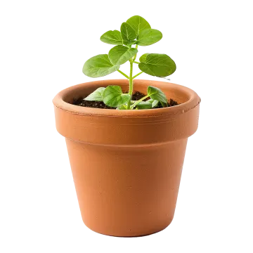 a small plant in a clay pot