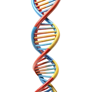 a 3d model of a dna molecule