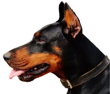 a close up of a dog with its tongue out