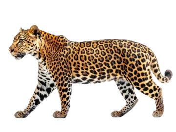 a leopard walking on a white background