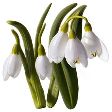 a bunch of white flowers