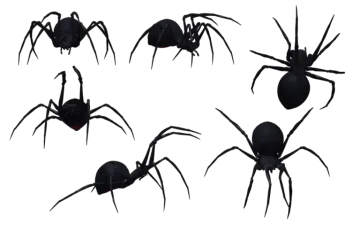 a group of black widow spiders