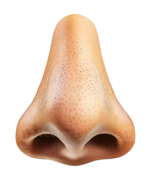 a close up view of the nose