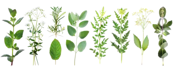 the different types of herbs