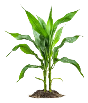 a plant with green leaves on it