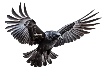 a black bird with its wings spread out