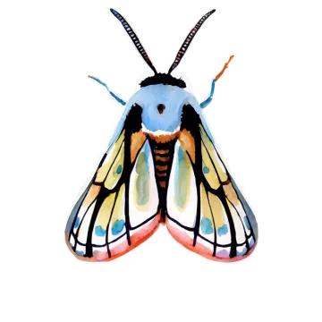 a watercolor painting of a moth