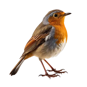 a close up of a bird on a white background