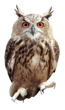 an owl sitting on top of a white surface