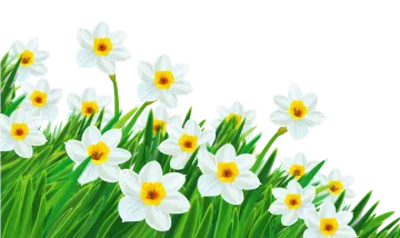 a bunch of white and yellow flowers on green grass