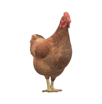 a brown chicken standing in front of a white background