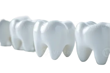 a row of teeth on a white background