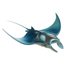 an image of a manta fish